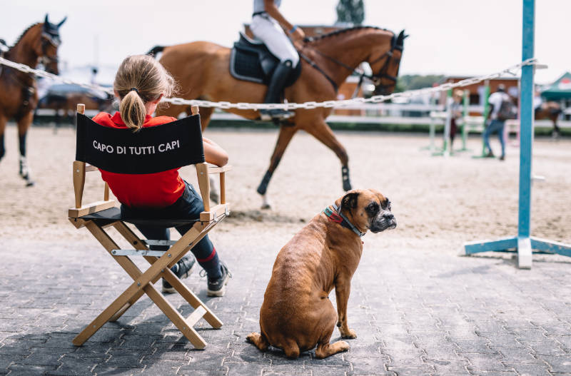 Zarządzaj zespołem lub całą stajnią.